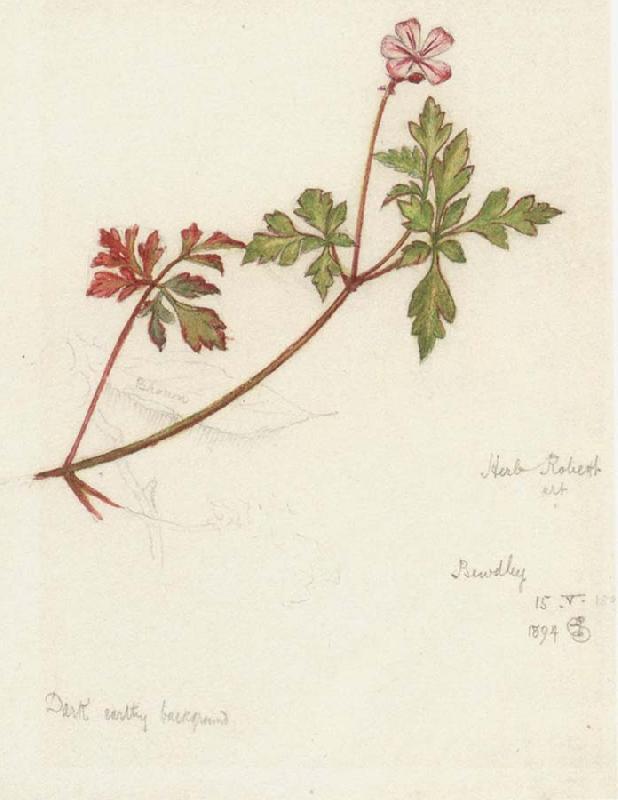 Joseph E.Southall Plant Study